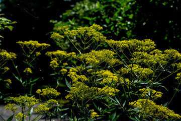 久住高原のオミナエシ