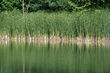 Obraz premium Pond shoreline