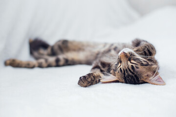 Obraz premium Little charcoal bengal kitty laying on the white background.