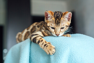 Little bengal kitty laying on the backrest of an armchair at home