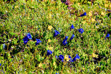 spring flowers in the grass
