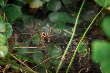 New York Funnel Web Spider On The Hunt