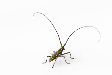 long-horned beetle isolated