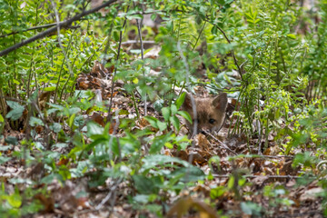 Curious Fox Kit