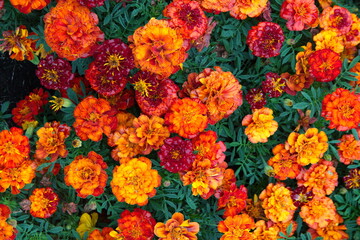Tagetes erecta, Mexican marigold or Aztec marigold, African marigold  - ornamental and medicinal plant with orange and yellow flowers, species of the genus Tagetes 