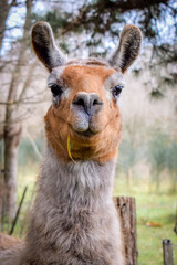 Llama Alegre Comiendo