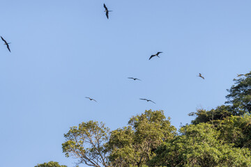 Pássaros sobrevoando o céu azul. Nuvens e vegetação. 