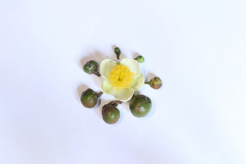 the life cycle of tea flowers is surrounded by flowers that are still buds to become fruit tea