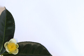 White background with flower edges and fresh green tea leaves