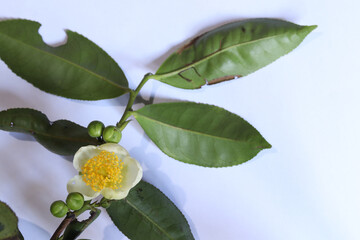 Fresh flowers and tea leaves are isolated by a white background
