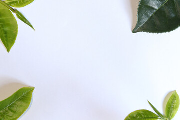 white background with edges adorned with fresh green tea leaves