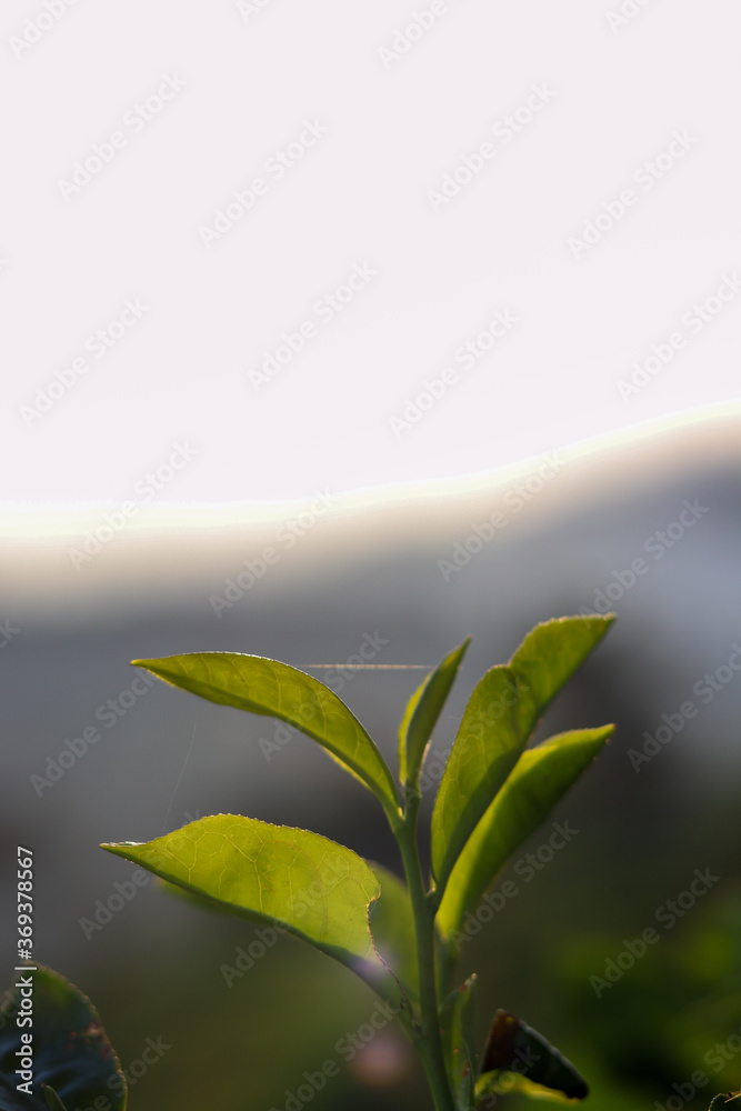 Wall mural tea leaves with background blur