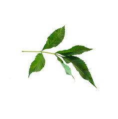 Isolated  tropical forest plant. Nature leaves on white background with clipping path for design elements.