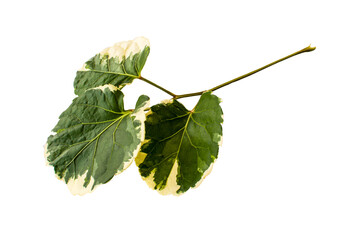 Isolated  tropical forest plant. Nature leaves on white background with clipping path for design elements.