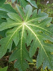 green leaf background