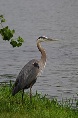 great blue heron