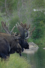 Drooling Moose