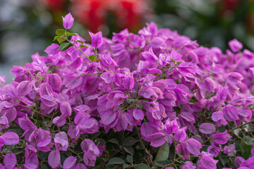 Fototapeta premium Bougainvillea blooming purple flowers outdoors，Bougainvillea spectabilis Willd