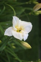 Fototapeta na wymiar yellow and white flower