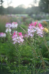 pink flowers in the meadow