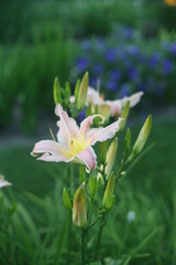 Obraz premium pink flowers in the garden