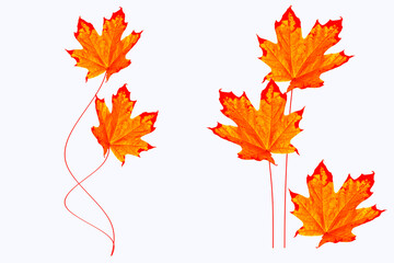 Bright colorful autumn leaves