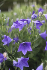 purple flowers in the garden