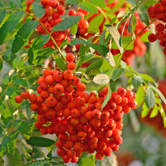 Sorbus aucuparia ashberry rowan tree mountain ash S. sorb service shrub red ripe fruits, leaves, bright vertical sunny rowanberry leaf macro closeup. European quick beam natural hybrid rowan-berry