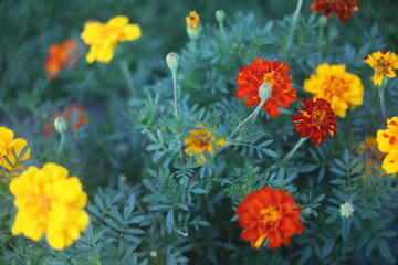 Obraz na płótnie Canvas yellow and red flowers