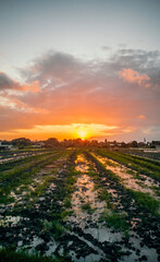 Fototapeta na wymiar Beautiful sunset with dramatic sky, overlooking green rice terraces in Bali Indonesia,