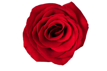 Red rose isolated on white background. Holiday Concept for Mothers Day or Valentines Day