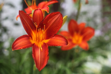 orange tiger lily