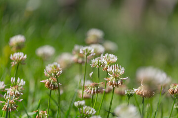 Green clover clover flowers，Trifolium repens L.