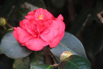 Close up of pink Camellia growing in the garden. Camellia japonica