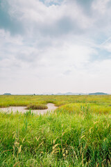 Green reed field at Hwaseong Fossilized Dinosaur Egg Site in Hwaseong, Korea