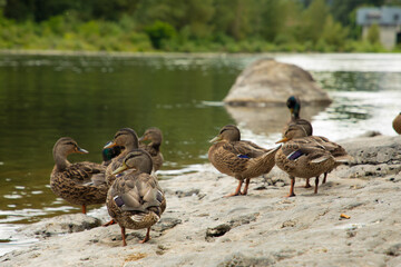 Female Mallard Hens on the Rocks at Clackamas River Banks