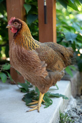 Brown Welsumer (Welsummer) Chicken Hen Posing on the Patio