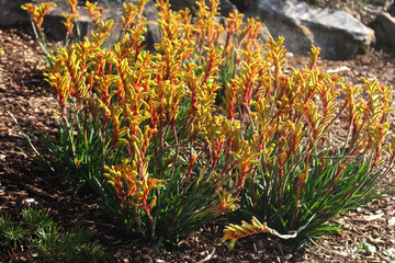 Yellow Kangaroo Paw flowers on a plant. Anigozanthos flavidus