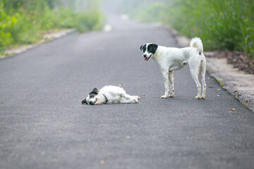 a jack russell terrier running