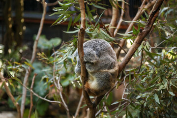 Koala curled up in ball fast asleep with face hidden