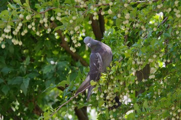 エゴノキにとまっている鳩