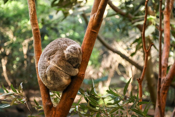 Beautiful koala curled up sleeping in fork of young gum tree in Australian bushland