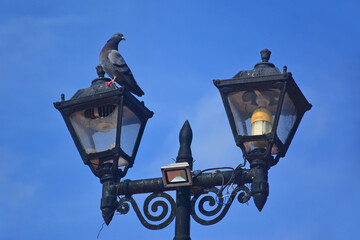 Fototapeta na wymiar Light lamp post with pigeon bird awaiting