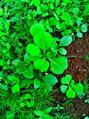 four leaf clover