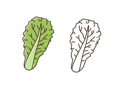 Organic Romaine Lettuce Monochrome And Colorful Set Vector Flat Illustration. Dietary Antioxidant Vegetable Leaves Icon In Line Art Style. Eco Fresh Ingredient For Healthy Nutrition Isolated