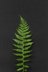 fern leaf on black background