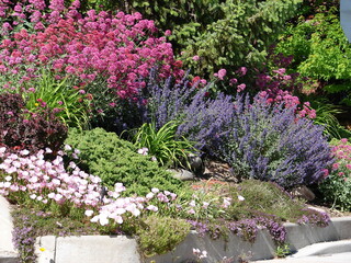 xeriscape flower garden, pink blue and red flowers