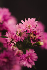 Obraz premium small pink chrysanthemum flower black background
