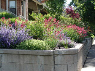 xeriscape landscape, waterwise perennial plants in a garden with a retaining wall