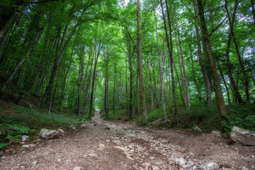 森の細い砂利道